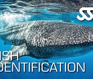 Fish identification course Curacao – Divers Republic